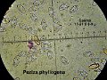 Phylloscypha phyllogena-amf1416-micro